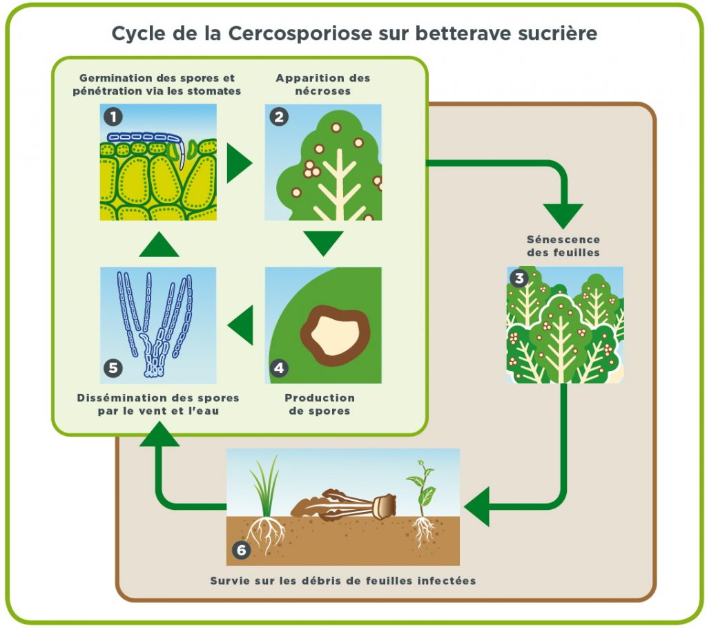 Cerco_Graph 2017 Cycles